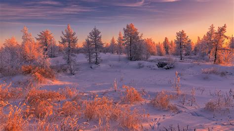Fir Tree In Snow Field During Sunset Hd Winter Wallpapers Hd
