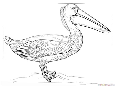 How To Draw A Pelican Step By Step Drawing Tutorials