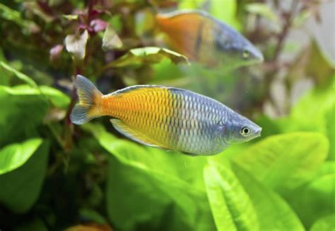 These rainbow fish facts will blow your mind. 14 Angelfish Tank Mates to Consider for Your Aquarium ...