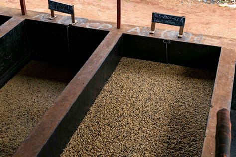 a guide to carbonic maceration and anaerobic fermentation in coffeedaily coffee news by roast
