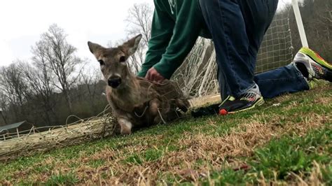 Deer Rescue Youtube