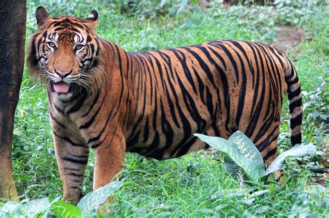 Sumatran Tiger Facts Range Habitat Diet Lifespan Images