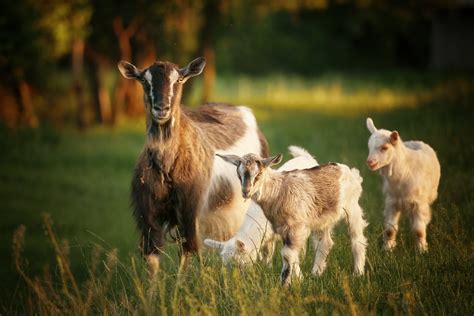 Download Baby Animal Animal Goat Hd Wallpaper