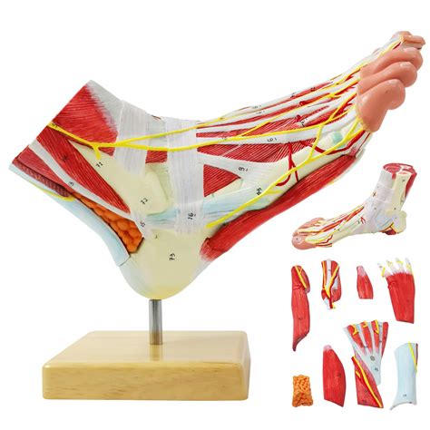 Buy Generies Natural Large Foot Anatomical Model Parts With Digital Signs And Corresponding