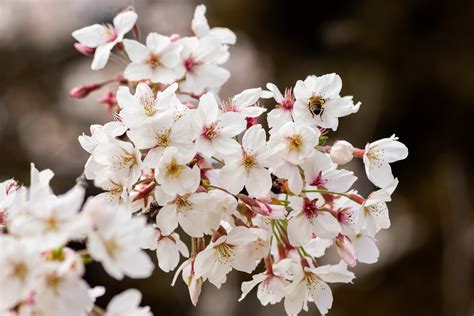 White And Pink Cherry Blossom In Close Up Photography · Free Stock Photo