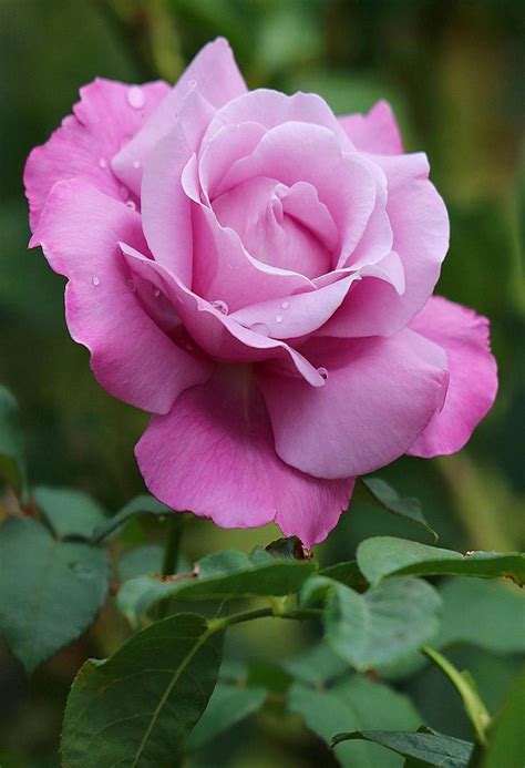 Pin By Ivanka Kostova On растения Beautiful Rose Flowers Beautiful
