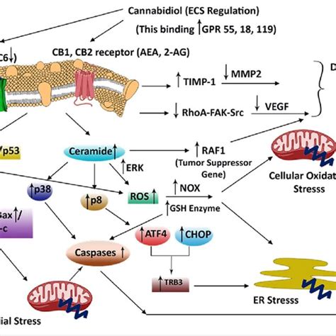 Schematic Representation Of Cell Signaling Pathways Associated With Cbd