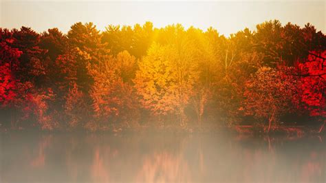 Red Yellow Trees Forest With Fog Reflection On River Sunbeam Background