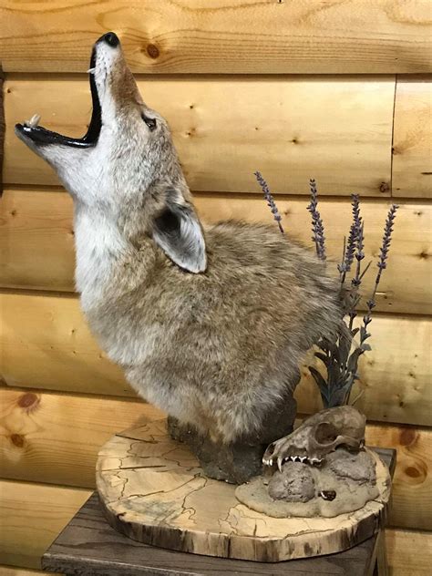 Coyote Mounts Taxidermy Skulls Rabbit Animals Bunny Rabbits