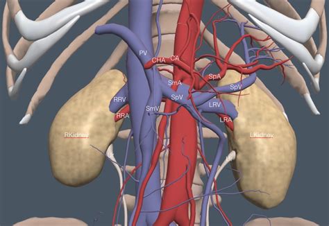 Human Organ Anatomy Ribs