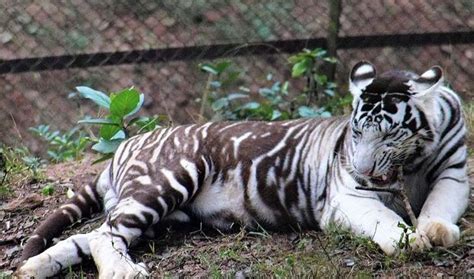 Tigress Renuka Gives Birth To Two Melanistic Cubs Odisha Bytes