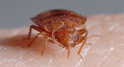 Bed Bug Biology And Behavior