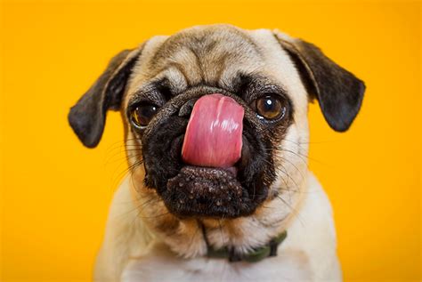 Cachorros dirigindo, cachorros sorrindo, cachorros fazendo o que que esse cachorro está fazendo, cachorros em geral. 10 raças de cachorros pequenos para você conhecer