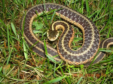 Eastern Garter Snake Garter Snake Snake Garter