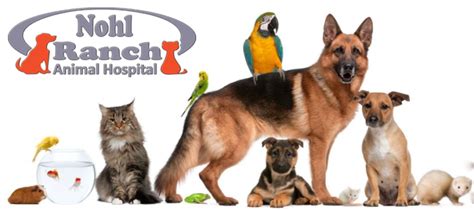 Animal Safety And Protection Month Nohl Ranch Animal Hospital
