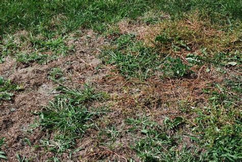Five Common Lawn Problems And How To Fix Them Alices Wonderland Nursery