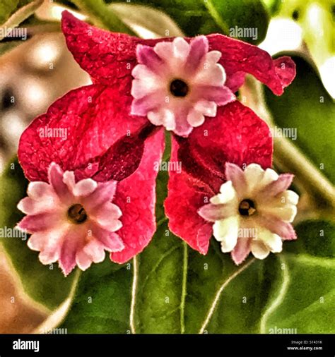 Bougainvillea Bracts And Flowers Stock Photo Alamy