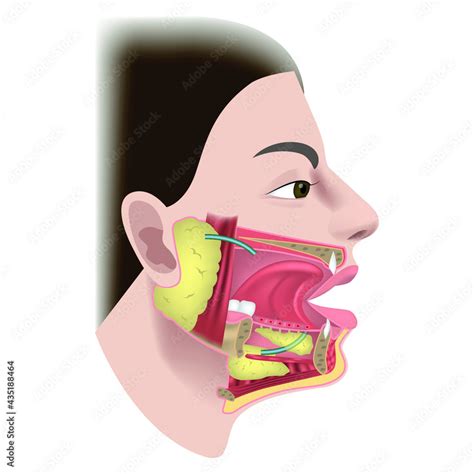 Salivary Glands And Ducts The Structure Of The Organs Of The Oral