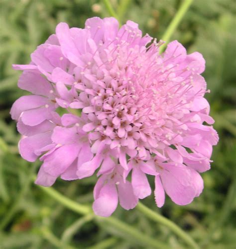 Pink Mist Pincushion Flower Natorps Online Plant Store