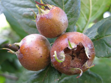 Waimea Nurseries Produce A Huge Range Of Fruit Trees Including Apple
