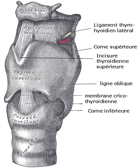 Larynx Définition Et Explications