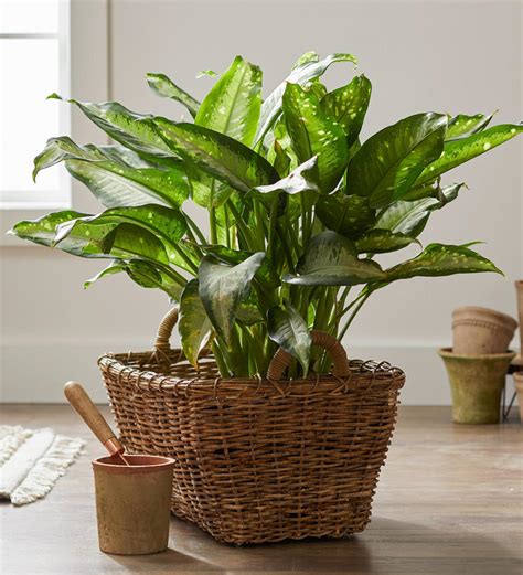 23 Of The Easiest Houseplants You Can Grow