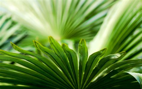 Photography Nature Macro Plants Leaves Green Wallpapers Hd