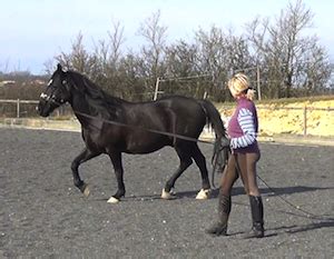 To be able to lunge correctly you have to have at least basic knowledge about the natural. How to Lunge a Horse From Within
