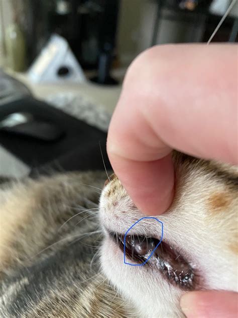 My Cat Has Bumps On His Lower Lip And I Want To Know If That Is Normal
