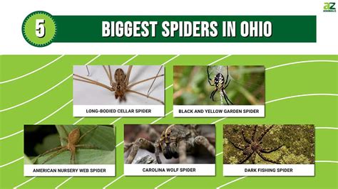 5 Of The Biggest Spiders In Ohio A Z Animals