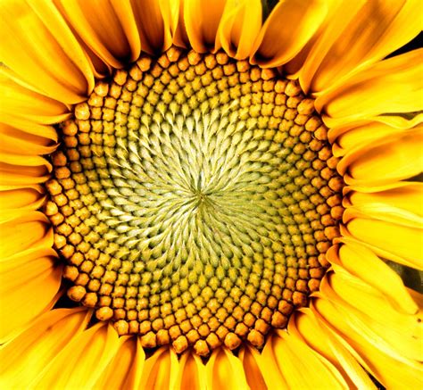 Sunflower Description Uses Facts Britannica