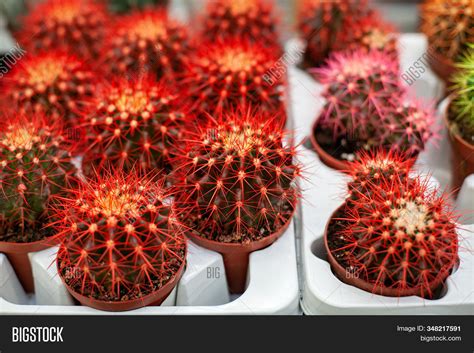 Red Cacti Brown Pots Image And Photo Free Trial Bigstock