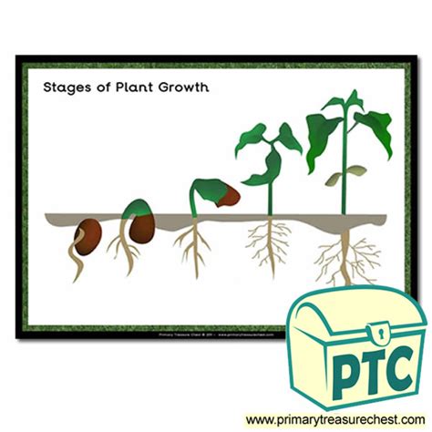 Stages Of Plant Growth Poster Primary Treasure Chest