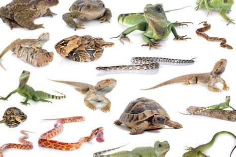 40 Remarkable Reptile Facts Interesting Animal Facts