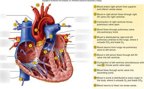 Path Of Blood Through The Heart I Diagram Quizlet
