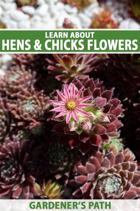 Do Hens And Chicks Sempervivum Plants Bloom Gardeners Path