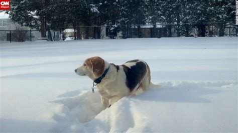 Puppies Frolic In The Snow