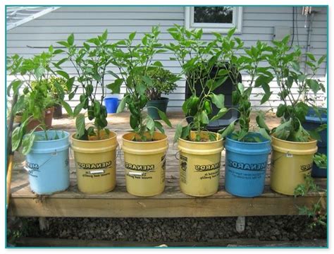 5 Gallon Bucket Container Gardening Home Improvement