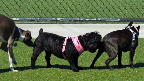 Death usually occurs within the first five days of life, but can happen up to ten weeks of age. Canine herpes virus (CHV) - AnimaLabs©
