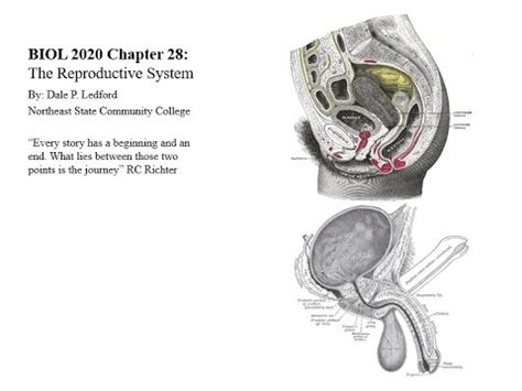 BIOL 2020 Chapter 28 The Reproductive System Part 1 YouTube