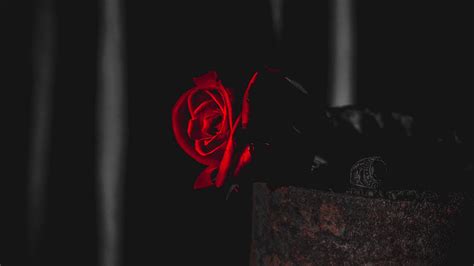 Free download love red rose wallpapers. Download wallpaper 2560x1440 rose, red, black, contrast ...