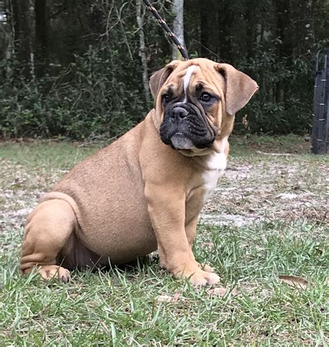 4 english bulldogs for sale 7 weeks old ready to go ! Old English Bulldog Puppies For Sale | Ocala, FL #284304