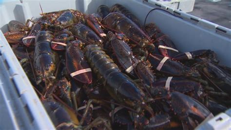 Listuguj Mikmaq Plan To Sell Lobster Without Commercial Licence From