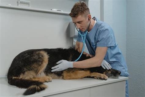 Hernia Inguinal En Perros Síntomas Causas Y Tratamiento