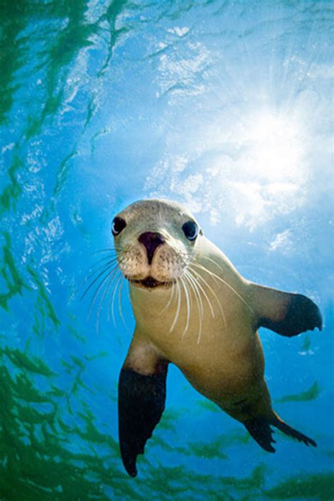 Water World Marine Mammals