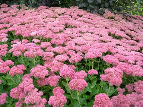 8 Ground Cover Plants And The Benefits Of Growing Them