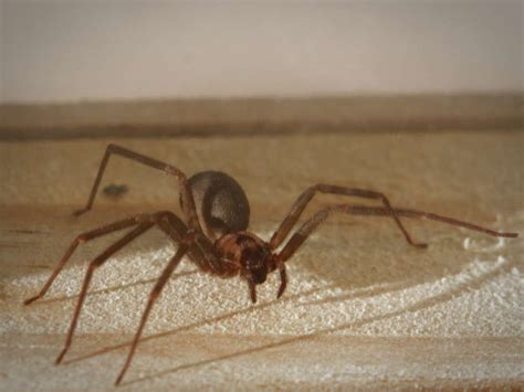 Brown recluse spider bite: Appearance, symptoms, and home treatments