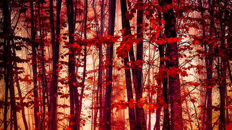 Wallpaper Autumn Nature Forest Trees