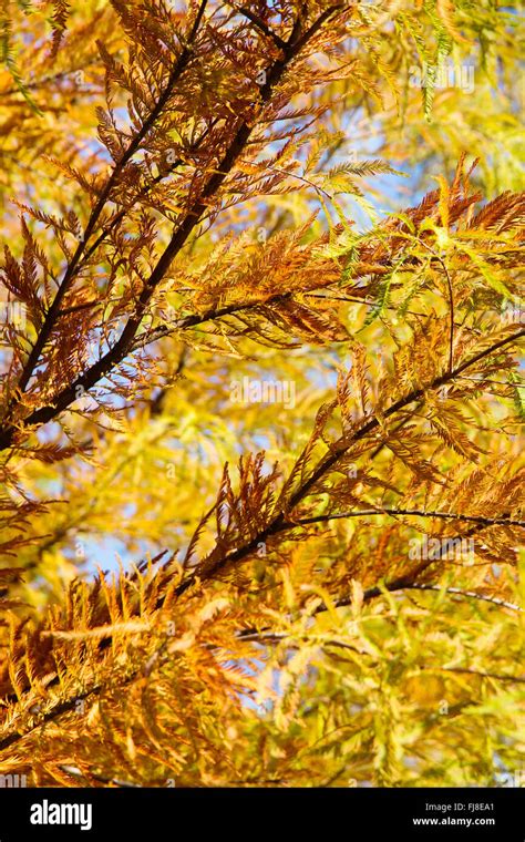 Colorful Autumn Bald Cypress Tree Stock Photo Alamy