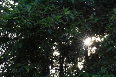 Sunbeams Through The Trees Stock Photo Download Image Now